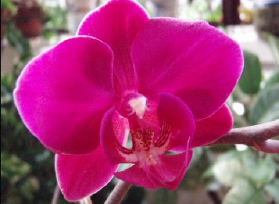 hoatuoi360-tim-hieu-ve-dong-lan-ho-diep-17